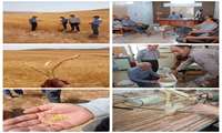 ارتقای خودکفایی گندم در اراضی دیم؛ پایش طرح پایداری تولید و ارتقای کیفیت بذر در قوچان